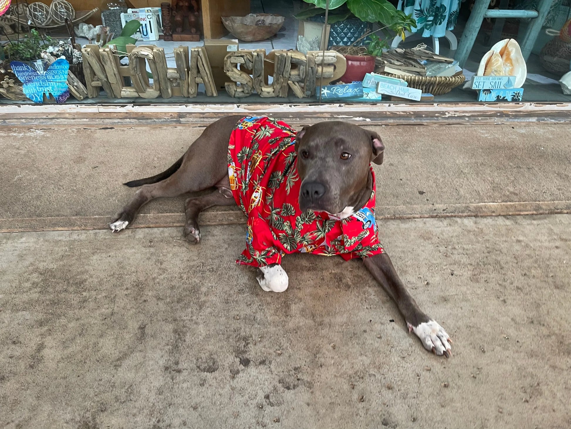 Hawaiian Dog Shirt | Tropical Palm Leaf Print | Lightweight Breathable Fabric | Summer Vacation Pet Apparel