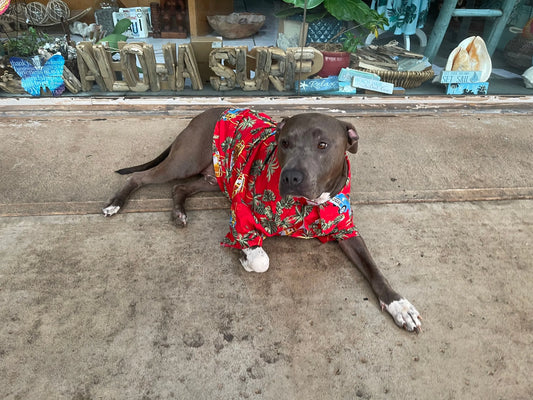 Hawaiian Dog Shirt | Tropical Palm Leaf Print | Lightweight Breathable Fabric | Summer Vacation Pet Apparel
